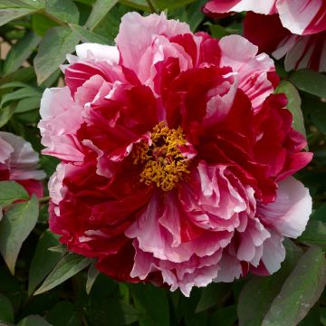 Peonia arborea Camouflage (Dao Jin) - Paeonia suffruticosa