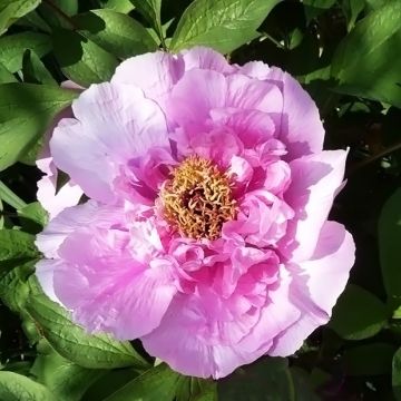 Peonia arborea Fen He Piao Jiang