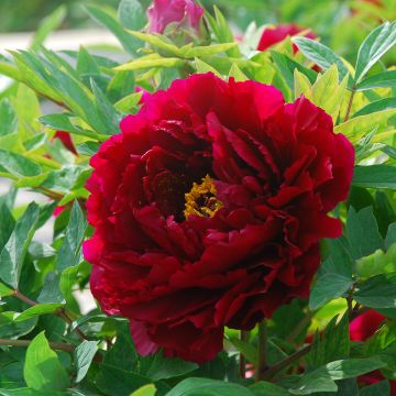 Peonia arborea The Best Inkstone (Mo Run Jue Lun) - Paeonia suffruticosa