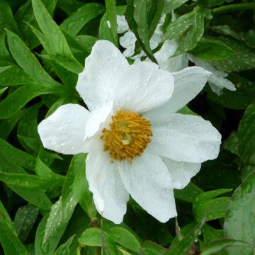 Paeonia emodi Early Windflower - Peonia erbacea