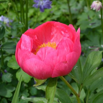 Peonia erbacea Coral Magic