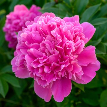 Peonia erbacea Edulis Superba