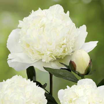 Peonia erbacea Lancaster Imperial