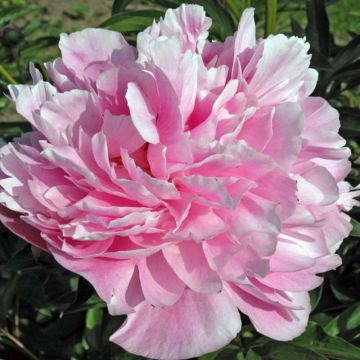 Peonia erbacea Miss Eckhardt