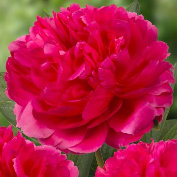Peonia erbacea Raspberry Charm