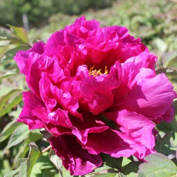 Peonia arborea Dao Da Chen (Shimadaijin, Glamour) - Paeonia suffruticosa