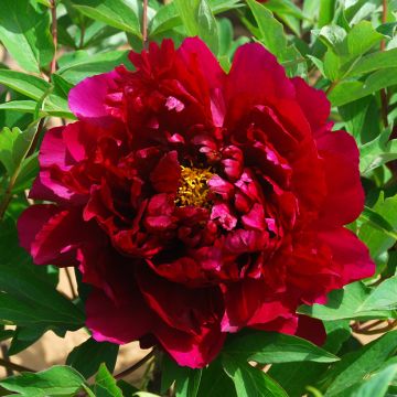 Peonia arborea Zhu Guang Mo Run (Deep Fire) - Paeonia suffruticosa