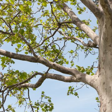 Platanus hispanica El Gordo - Platano