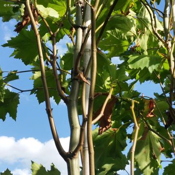 Platanus x hispanica Spartan - Platano