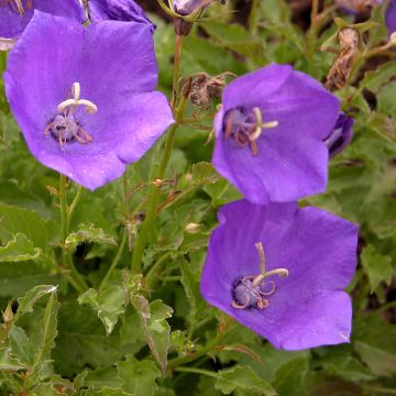 Platycodon grandiflorus Zwerg - Campanula cinese Platycodon grandiflorus Zwerg - Campanula cinese