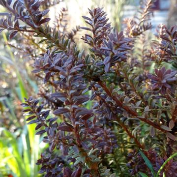 Podocarpus Chocolate Box - Podocarpo