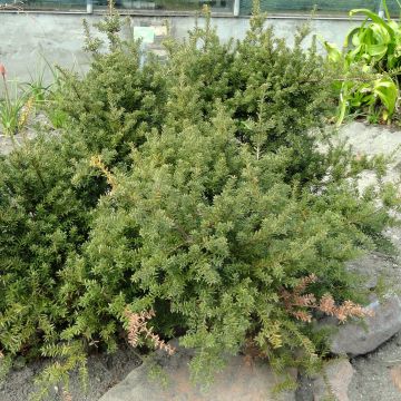 Podocarpus nivalis - Podocarpo