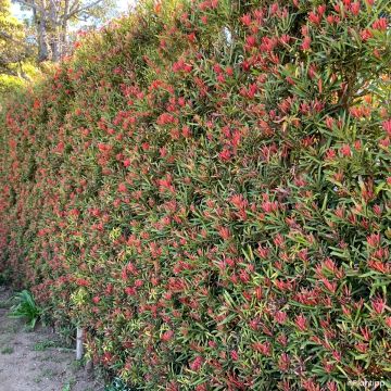 Podocarpus macrophyllus Mood Ring - Podocarpo