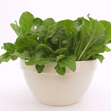 Bietola Chard Witerbi