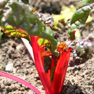 Bietola da coste Rhubarb Chard Bio - Ferme de Sainte Marthe