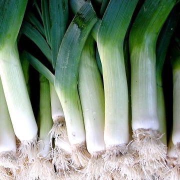 Porro Gigante della Svizzera Hilari
