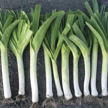 Porro Giallo gros du Poitou NT