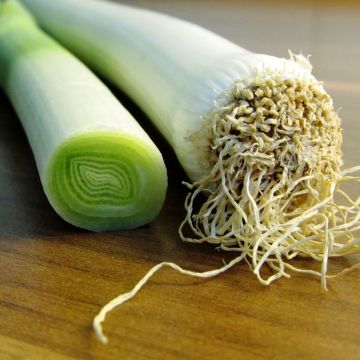 Porro Réal