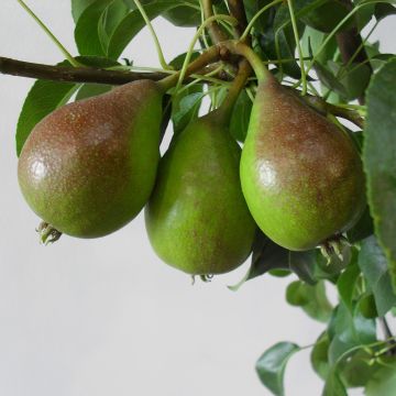 Pero Buona Luisa d'Avranches Pero Buona Luisa d'Avranches