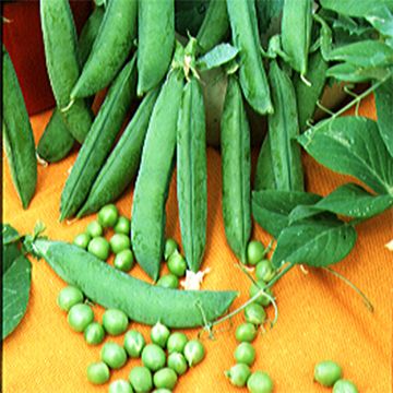 Pisello a semi rugosi nano Merveille de Kelvedon Bio - Ferme de Sainte Marthe