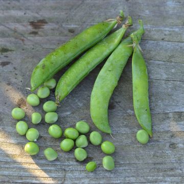 Pisello a semi rotondi nano Piccolo provenzale NT - Ferme de Sainte Marthe