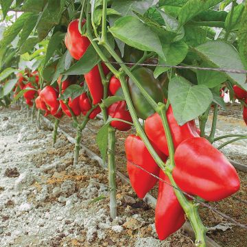 Peperone del Piquillo
