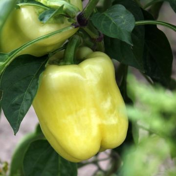 25 Semi Di Peperone Dolce Molto Lungo Delle Landes - Varietà Antica, Semi Riproducibili Non Ibridi - SemiWild