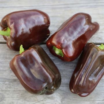 Peperone Chocolate