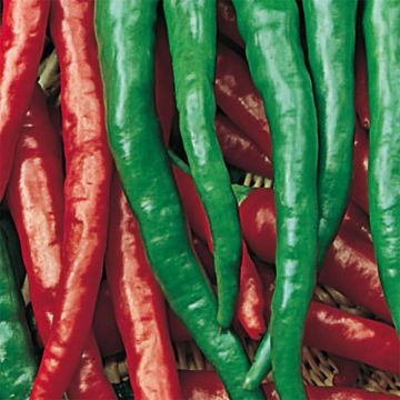 Peperoncino Lungo delle Lande Bio