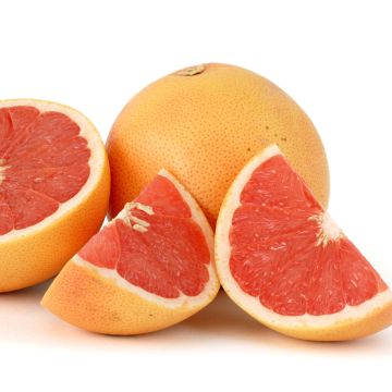 Citrus x paradisi Star Ruby - Pompelmo