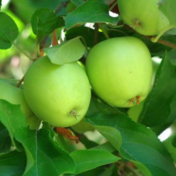 Melo Granny Smith Melo Granny Smith
