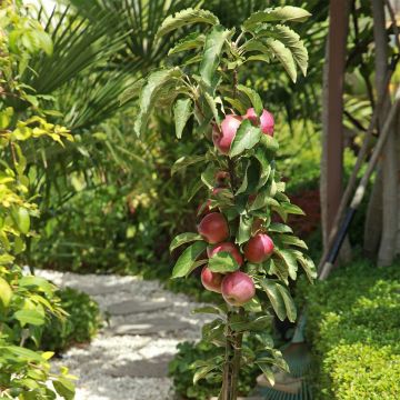 Malus Apollo - Melo da fiore