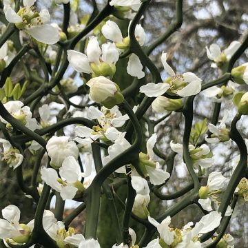 Poncirus trifoliata Flying Dragon - Arancio trifogliato Poncirus trifoliata Flying Dragon - Arancio trifogliato