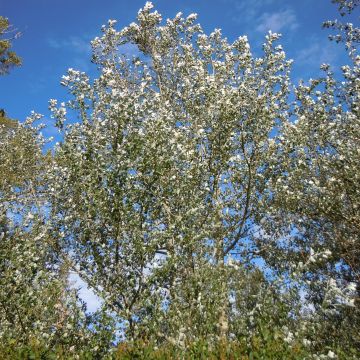 Populus alba Nivea - Pioppo bianco