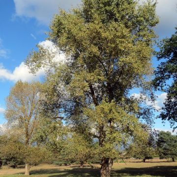 Populus euramericana Robusta