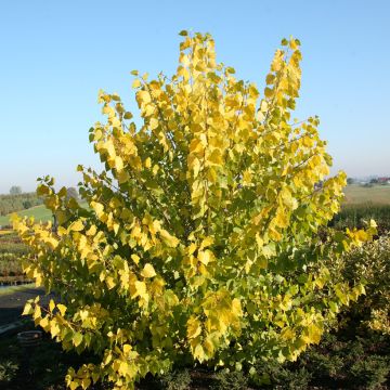 Populus x canadensis Serotina Aurea - Pioppo del Canadà