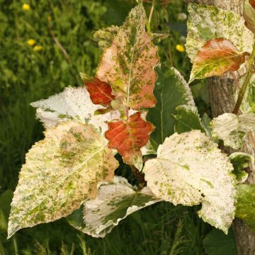 Populus x candicans Aurora - Pioppo 