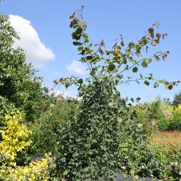Populus tremula Pendula -Pioppo tremulo Populus tremula Pendula -Pioppo tremulo