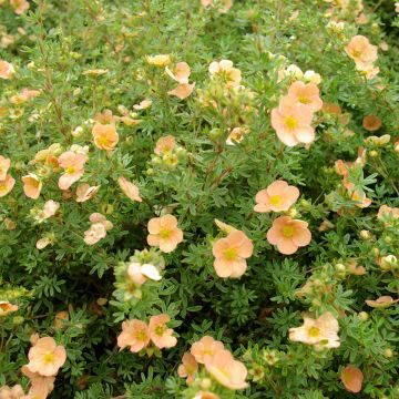 Potentilla fruticosa Daydawn Potentilla fruticosa Daydawn