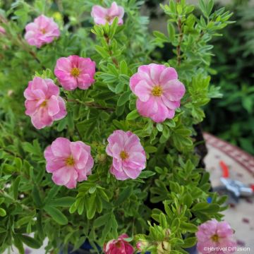 Potentilla fruticosa Double Punch Pink