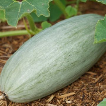 Zucca Banana Blue