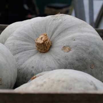 Zucca Beretta Piancentina