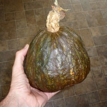 Zucca Green Hubbard