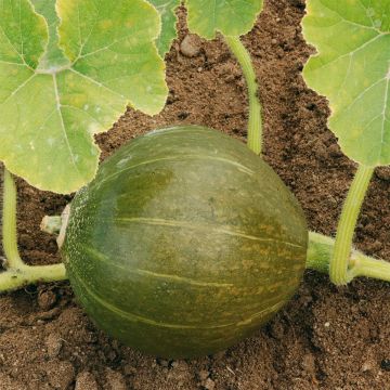 Zucca Vert Olive Bio - Ferme de Sainte Marthe