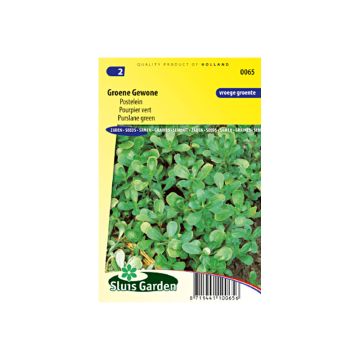 Portulaca oleracea Verde - Porcellana