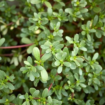 Portulaca oleracea - Porcellana