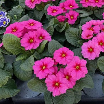 Primula Raesberry Rose