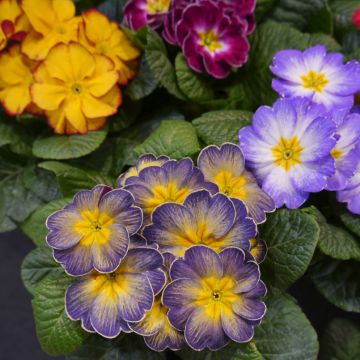 Primula F1 Starflame Mix