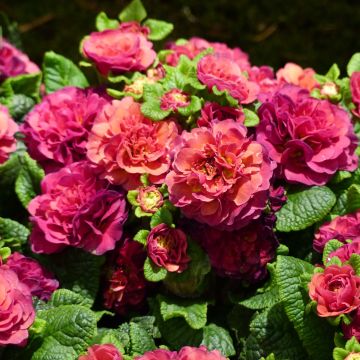 Primula Prima Belarina Carmen