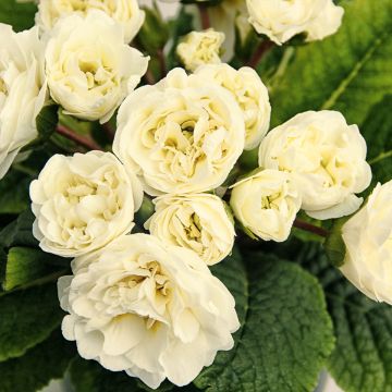 Primula Belarina Vanilla